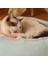 B 50X50 cm Kış Peluş Pet Kedi Yatağı Yuvarlak Kedi Yastık Kedi Evi 2 In 1 Sıcak Kedi Sepeti Kedi Uyku Tulumu Yuva Kulübesi Küçük Orta Köpek Kedi (Yurt Dışından) 4