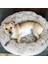 Meyve Yeşili 50CM Pet Köpek Yatağı Kabarık Yumuşak Peluş Donut Sarılma Yuvarlak Köpek Kulübesi Ultra Yumuşak Yıkanabilir Köpek Kedi Yastık Yatak Kış Sıcak Kanepe Sıcak Satış (Yurt Dışından) 4