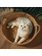 Stil 2 L 15 Pound Içinde Evcil Hayvan Sepeti Yatak Rattan Çim Dokuma Kedi Yuvası Köpek Kulübesi Saman Kazıma Tahtası Yatak Yavru Kedi Yavrusu Için Tüm Sezon Evrensel (Yurt Dışından) 3