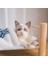 Kırmızı Shuangmao Pet Kedi Yatak Çıkarılabilir Uyku Tulumu Hamak Yatak Şezlong Ahşap Kediler Evi Kış Sıcak Evcil Hayvan Yatak Küçük Köpekler Kanepe Mat (Yurt Dışından) 4