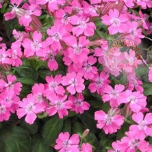 Zengarden Sarkan Silene Pendula Tohumu