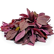 Zengarden Kırmızı Amaranth Tohumu Geleneksel Şifalı Amaranthus Red Garnet