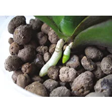 Agri Laterlite Kil Bilyesi Topraklı Topraksız Tarım  Bitki Güçlendirici Orkide ve Kalın Köklü Bitkiler Için Kullanılmaktadır