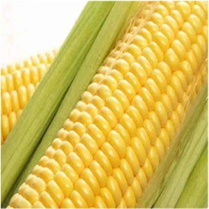 Tarımsal ve Hayvansal Ürünler 1 Adet Kaynatmalık ve Közde Patlatmalık Ata Mısır Tohumu