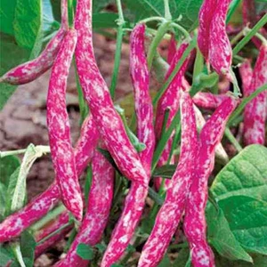 Tarımsal ve Hayvansal Ürünler 1 Adet Uzun Kılçıksız Etli Uzun Fasulye Tohumu