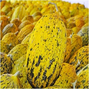 Köy Tohumları 150 Adet Tohum Kırkağaç Sarı Bal Kavun Tohumu Hobi Bahçe