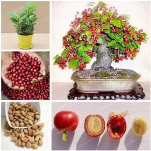 Köy Tohumları 5 Adet Tohum Organik Kahve Ağacı Bonsai Tohum