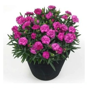 Köy Tohumları 50 Adet Tohum Mezarlık Kabir Çiçeği Bodur Karanfil Çiçek Tohumu