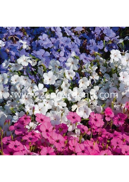 Silene Coeli Çiçek Tohumu Cennet Gülü Renkli Karışım