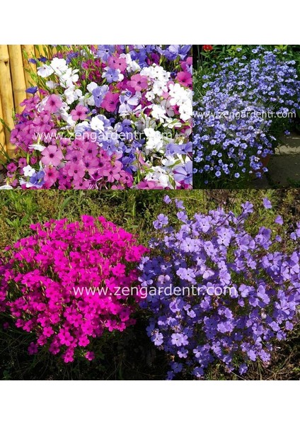 Silene Coeli Çiçek Tohumu Cennet Gülü Renkli Karışım fiyatları