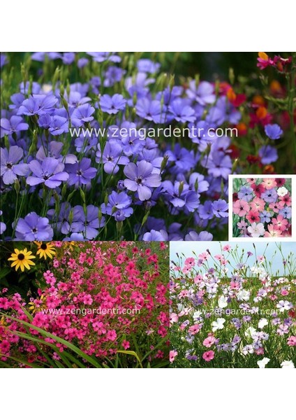 Silene Coeli Çiçek Tohumu Cennet Gülü Renkli Karışım modelleri