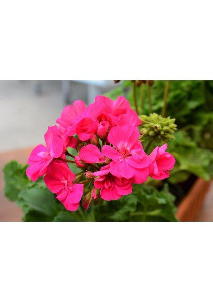 Sardunya Çiçeği Fidanı Açık Fuşya 10-20 cm
