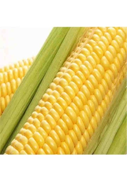 1 Adet Kaynatmalık ve Közde Patlatmalık Ata Mısır Tohumu