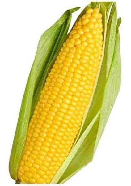 1 Adet Kaynatmalık ve Közde Patlatmalık Ata Mısır Tohumu fiyatları