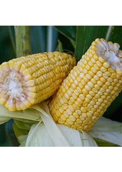 1 Adet Kaynatmalık ve Közde Patlatmalık Ata Mısır Tohumu fırsatları