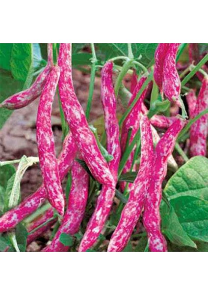 1 Adet Uzun Kılçıksız Etli Uzun Fasulye Tohumu