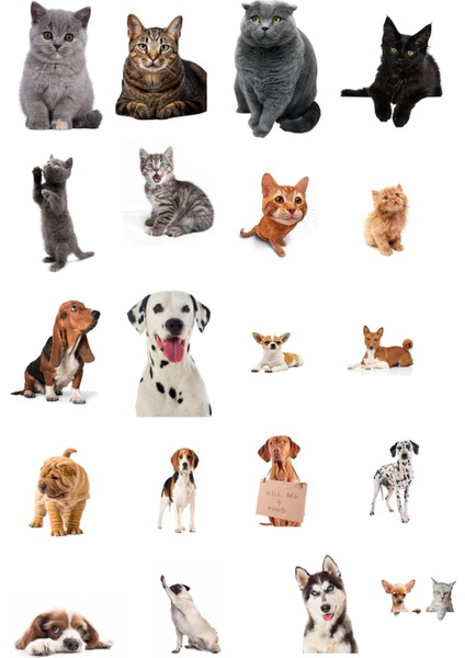 Kedi ve Köpek Temalı Laptop Notebook Tablet Sticker fiyatları