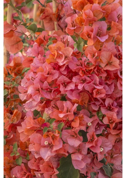 Saksıda Tırmancıl Sarmaşık Turuncu Begonvil Fidanı 100-120 cm