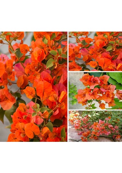 Saksıda Tırmancıl Sarmaşık Turuncu Begonvil Fidanı 100-120 cm fiyatları