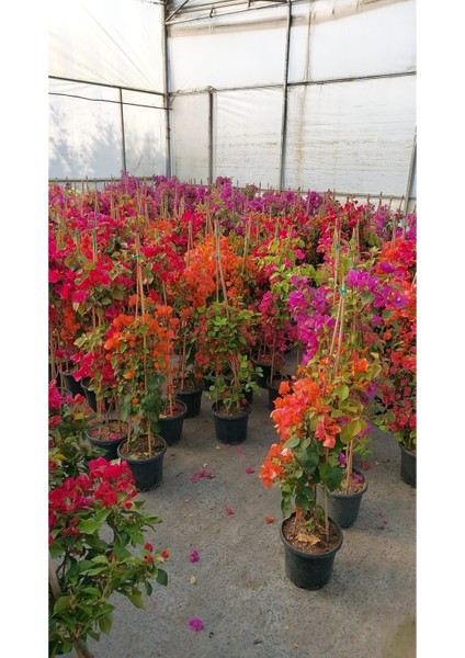 Saksıda Tırmancıl Sarmaşık Turuncu Begonvil Fidanı 100-120 cm modelleri