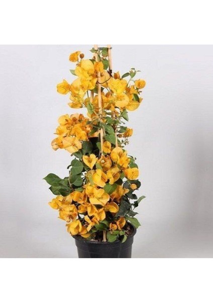 3 Yaş Saksıda Sarı Begonvil Fidanı Bougainvillea 120-150 cm