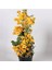 3 Yaş Saksıda Sarı Begonvil Fidanı Bougainvillea 120-150 cm 1
