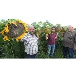 Tarımsal ve Hayvansal Ürünler 1 Adet Ata Tohumu Dev Ayçekirdeği Tohumu