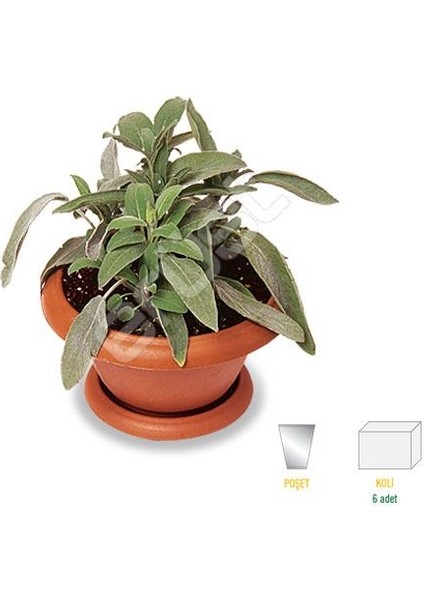 Adaçayı Fidanı 5 Adet - Saksılı 20-30 cm