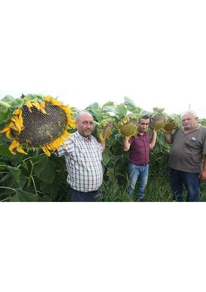 1 Adet Ata Tohumu Dev Ayçekirdeği Tohumu