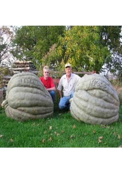 1 Adet Dev Kestane Bal Kabağı Tohumu modelleri