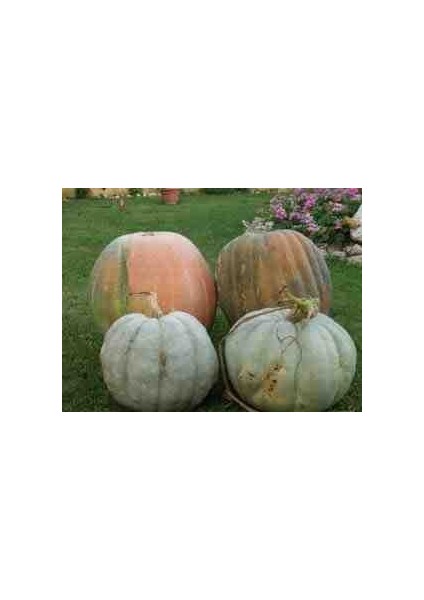 1 Adet Dev Kestane Bal Kabağı Tohumu fırsatları