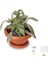 Adaçayı Şalba Fidanı 15-25 cm Salvia Officinalis 1