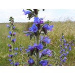 Naturel Tohum Engerek Otu Tohumu