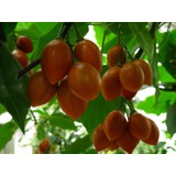 Plantistanbul Solanum Betaceum Tamarillo Domates Ağacı, +120 Cm, Saksıda