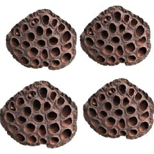 Nettenevime Succulent Lotus Plant Gerçek Lotus Çiçeği Kuru Çiçek 4 Adet