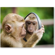 Caka Tablo Ahşap Tablo Meraklı Maymun ve Elinde Aynası