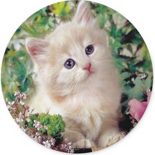 Wuw Yavru Kedi Yuvarlak Mouse Pad Renkli