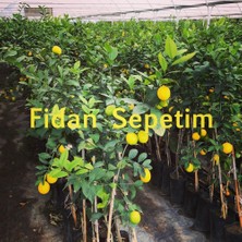 Fidan Sepetim 3 Yaş Aşılı 7 Veren(Yediveren) Mayer Limon Fidanı