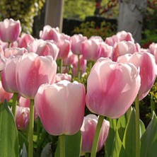 Baktar Ollioules Pembe Beyaz Lale Soğanı (5'li)