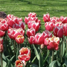 Baktar Furand Kırmızı Beyaz Tulipa Lale Soğanı (5'li)