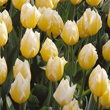 Baktar Cream Cocktail  Tulipa Crepito Lale Soğanı (5'li)