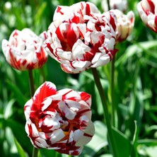 Baktar Özel Renk Alacalı Carnaval De Nice Lale Soğanı (5'li)