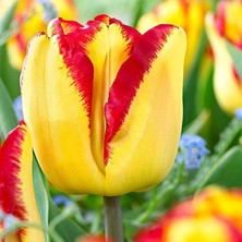 Baktar Cape Town Sarı Kırmızı Fc Lale Soğanı (5'li)