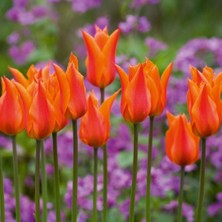 Baktar Ballerina Uzun Boylu Turuncu Lale Soğanı (5'li)