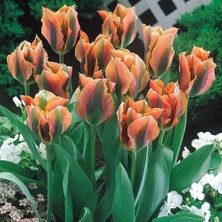 Baktar Özel Renk Artist Pastel Renkli Lale Soğanı (5'li)