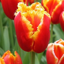 Baktar Fringed Beauty Fırfırlı Lale Soğanı (5'li)