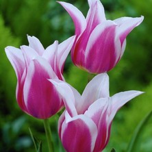 Baktar Çok İri Goncalı Ballade Lale Soğanı (5'li)