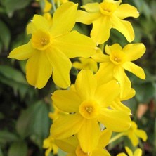 Golden Salome Nergis Soğanı