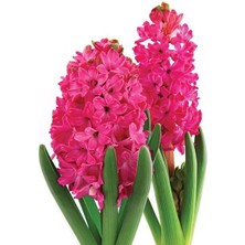 Eflatun Güzeli Jan Boss Sümbül Soğanı (3 Adet)