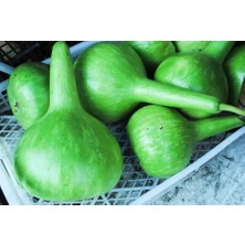 Fidancıyız Su/et Kabak(Paketteki Tohum Sayısı 5)